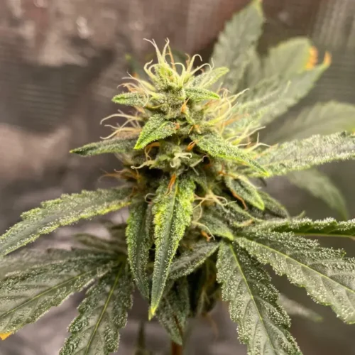 Pink Kush Auto