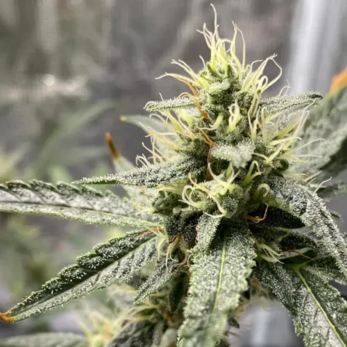 Platinum Cookies Auto