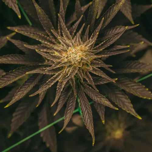 Platinum OG Auto