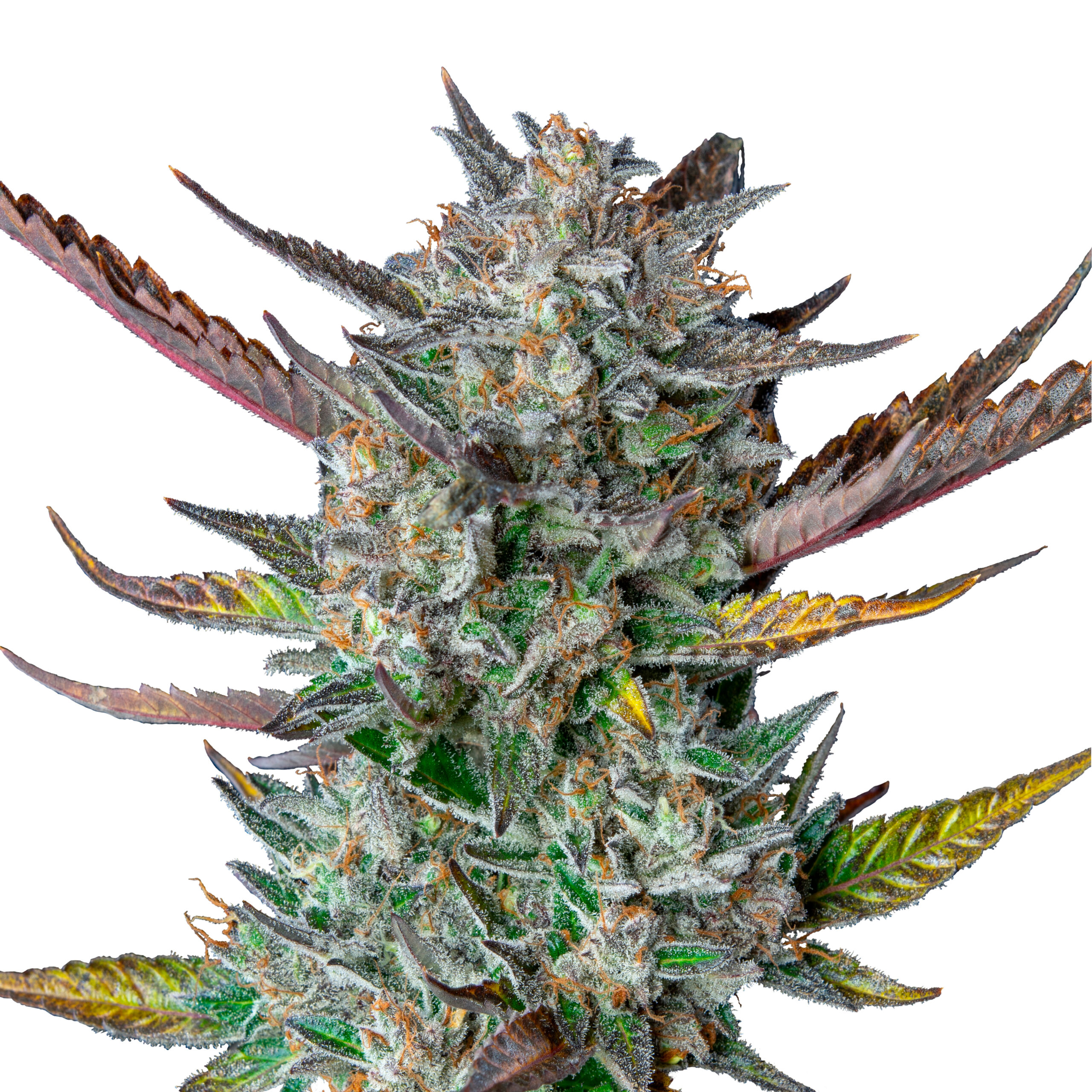 Purple Punch Auto - Image 3