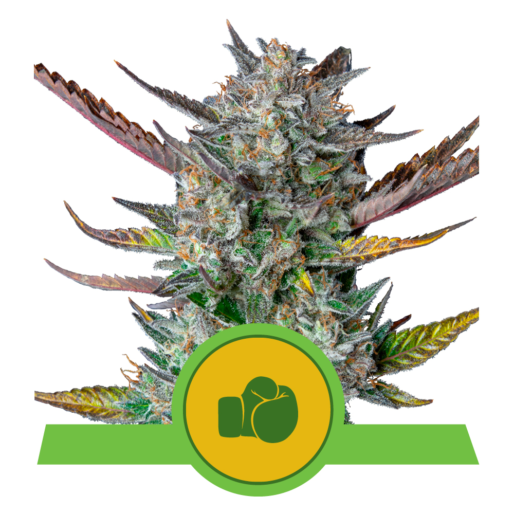 Purple Punch Auto
