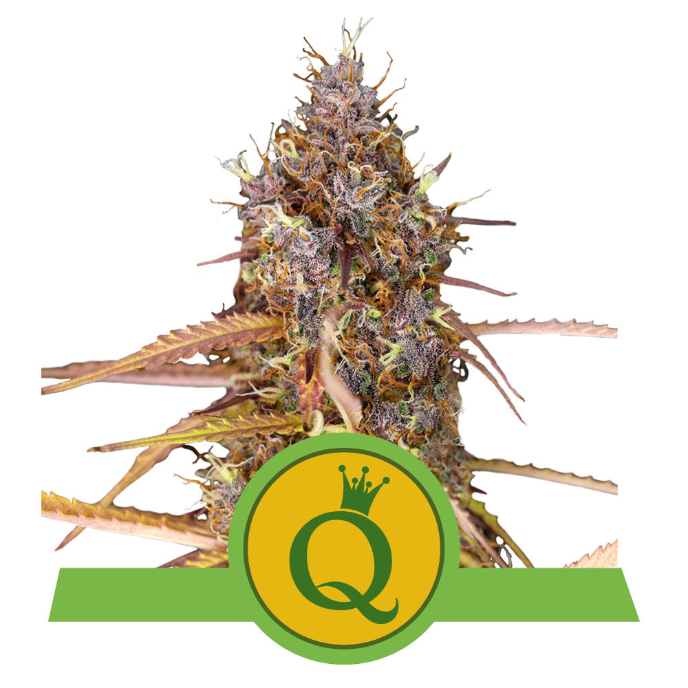 Purple Queen Auto
