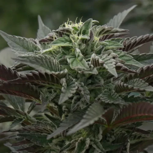 Purple Urkle Auto