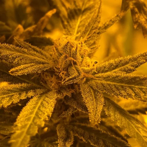 Quantum Kush Auto