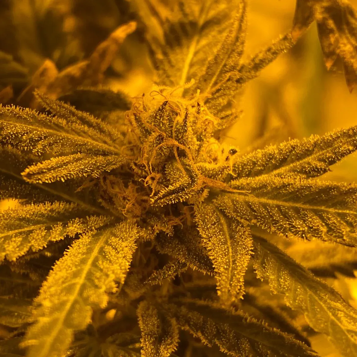 Quantum Kush
