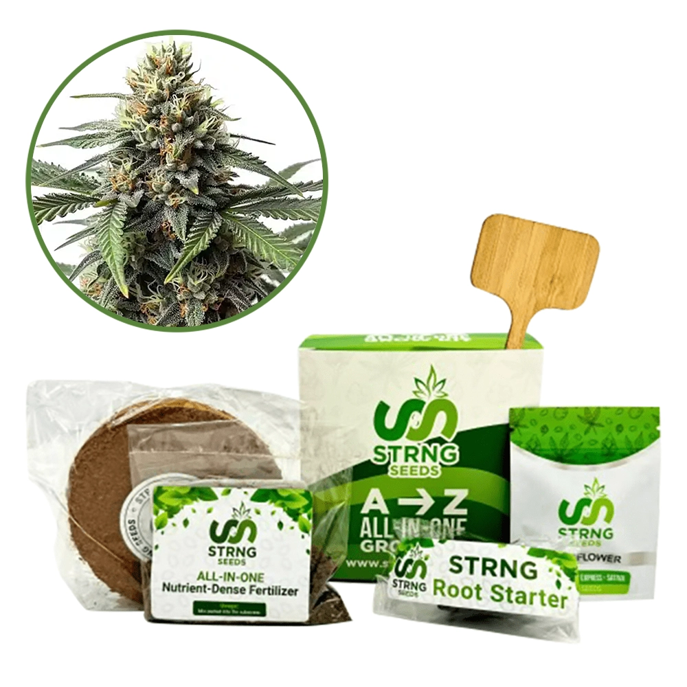 Queen Bee Premium Grow Kit