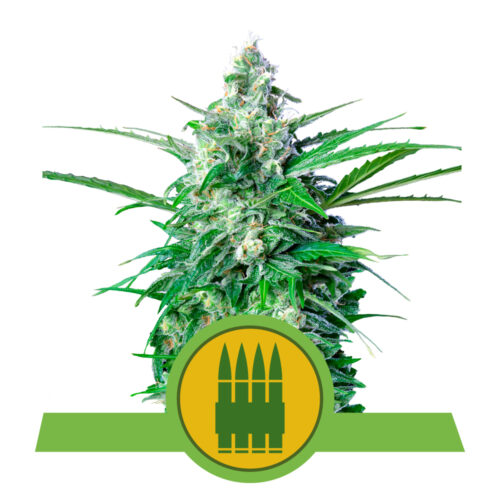Royal AK Auto