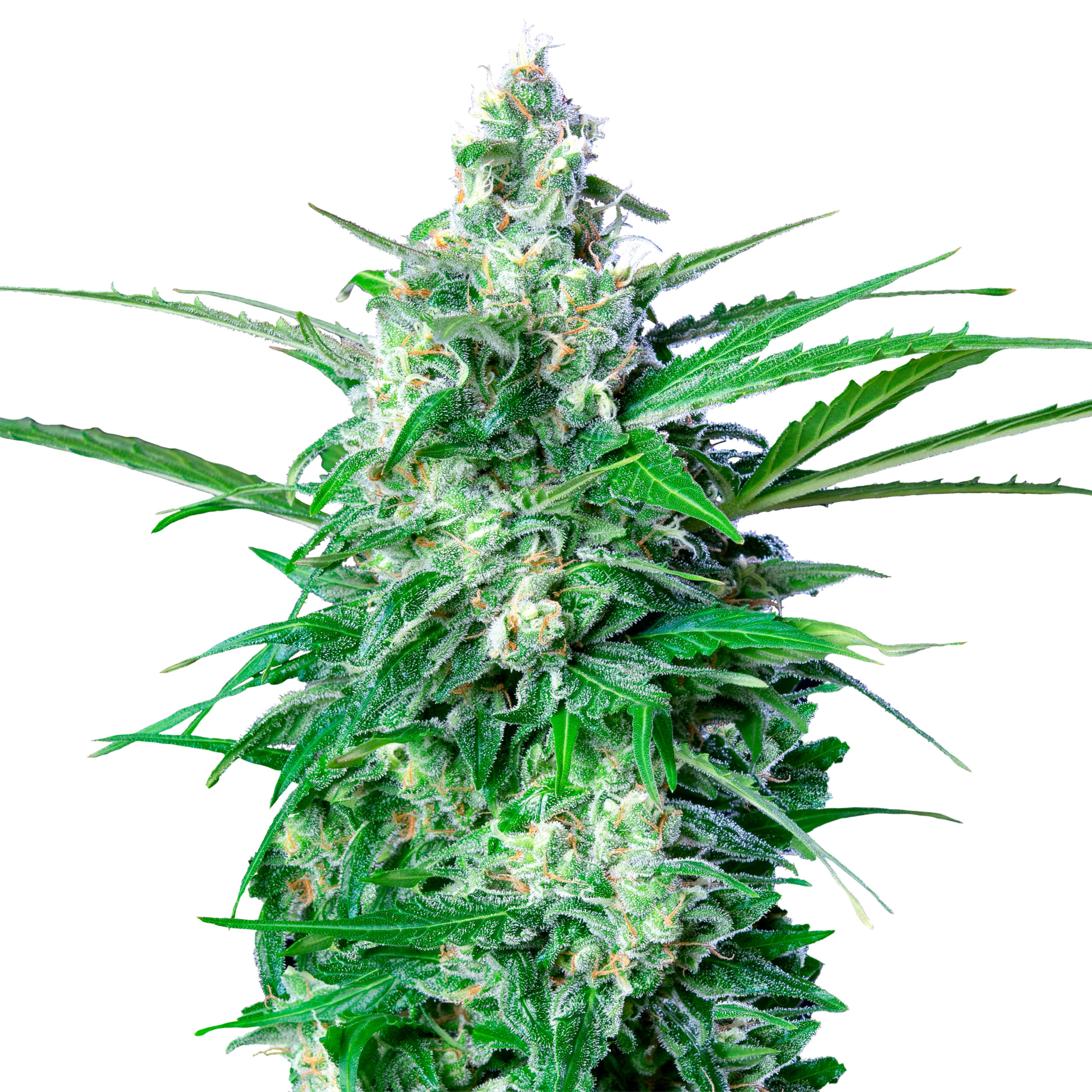 Royal AK Auto - Image 3