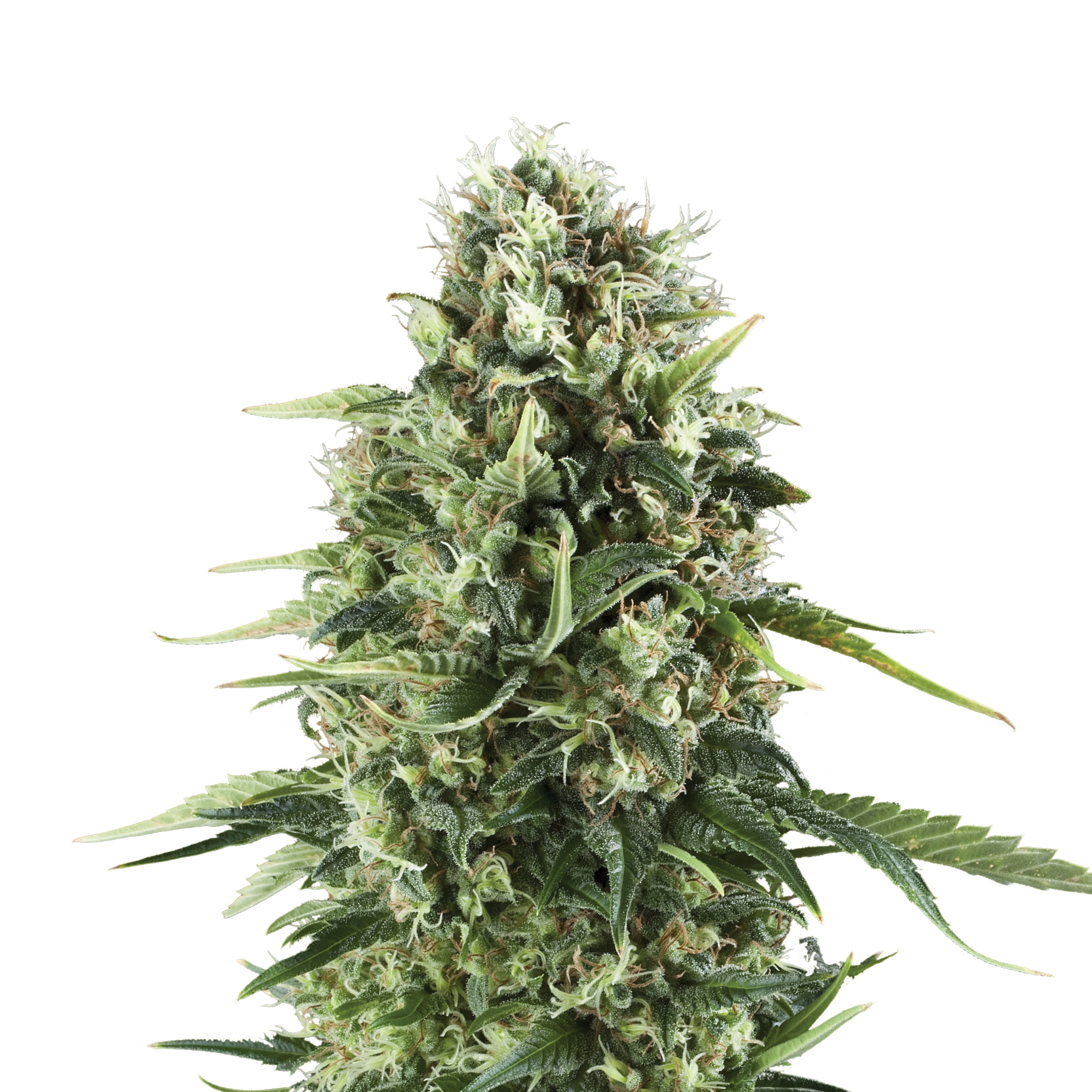 Royal AK Plant