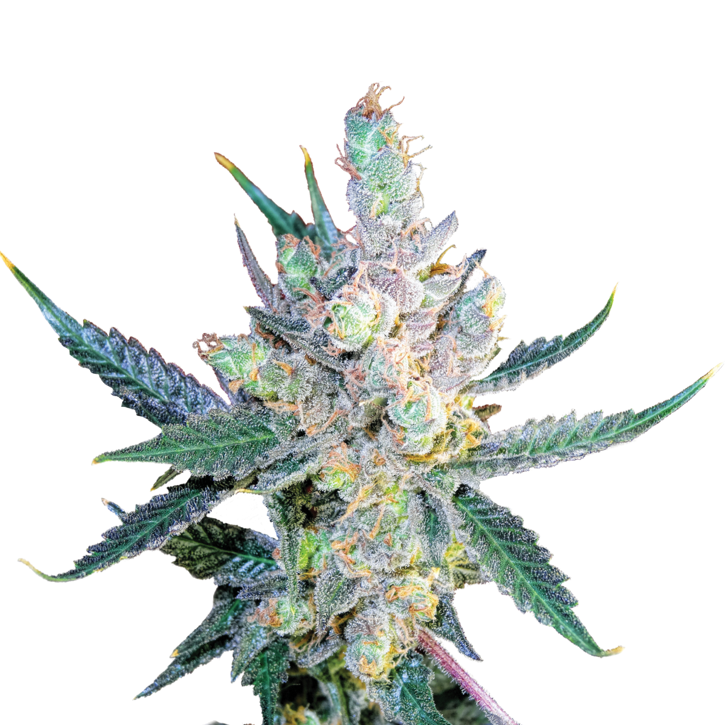 Royal Cheese Plant