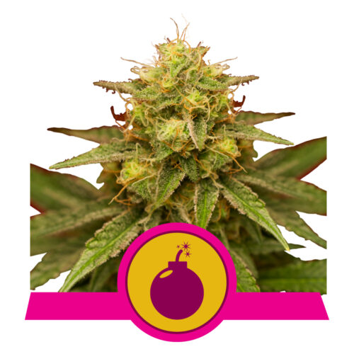 Royal Domina