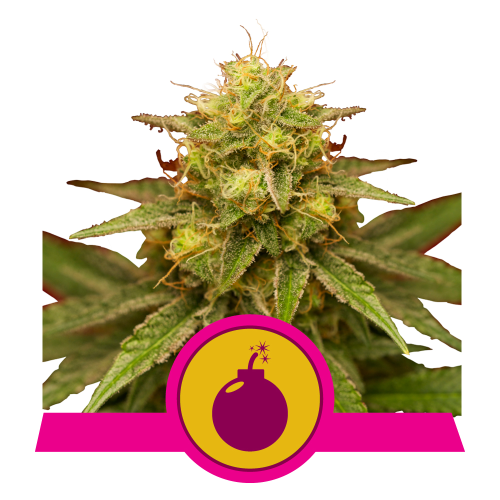 Royal Domina
