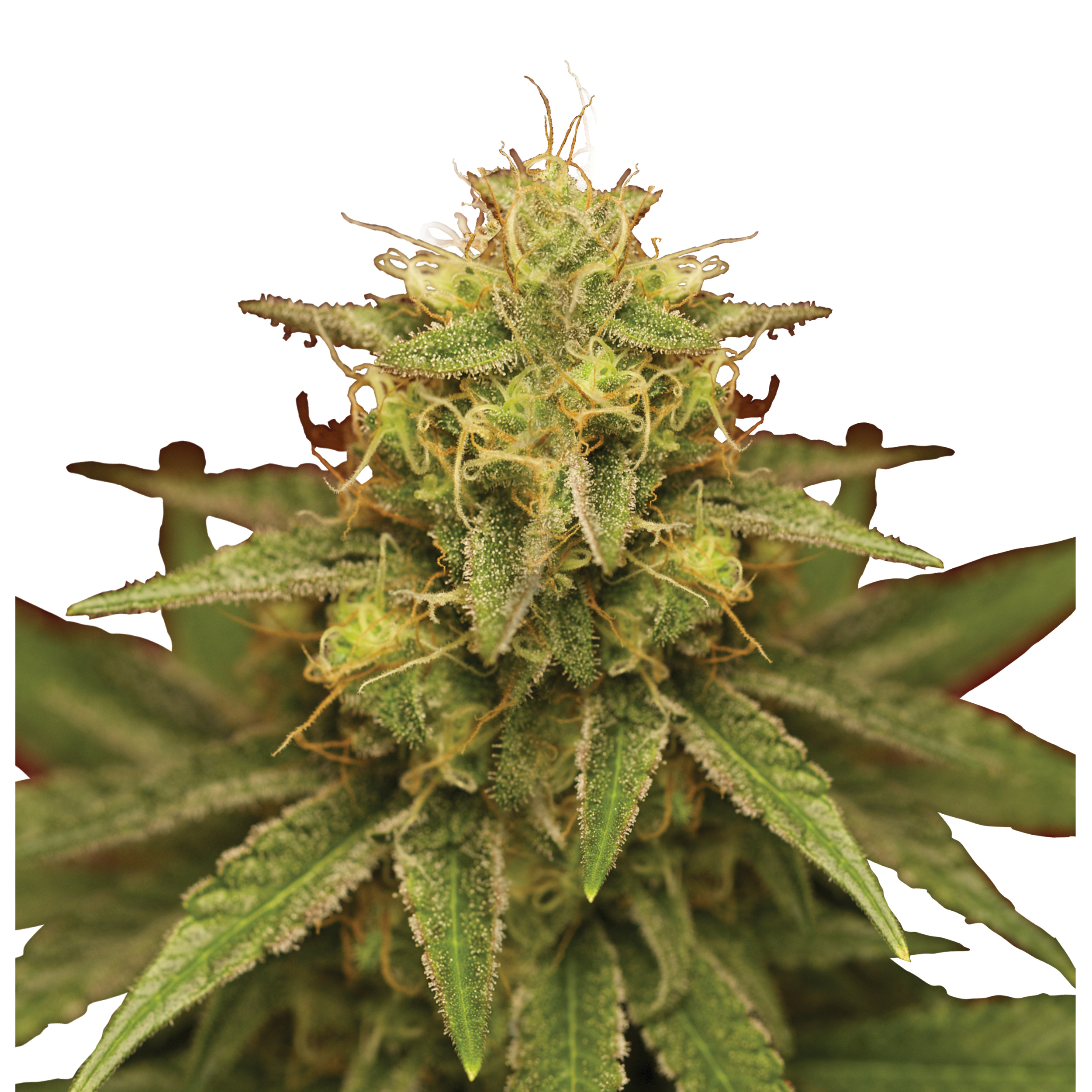 Royal Domina Plant