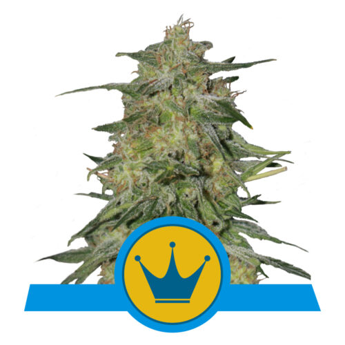 Royal Highness