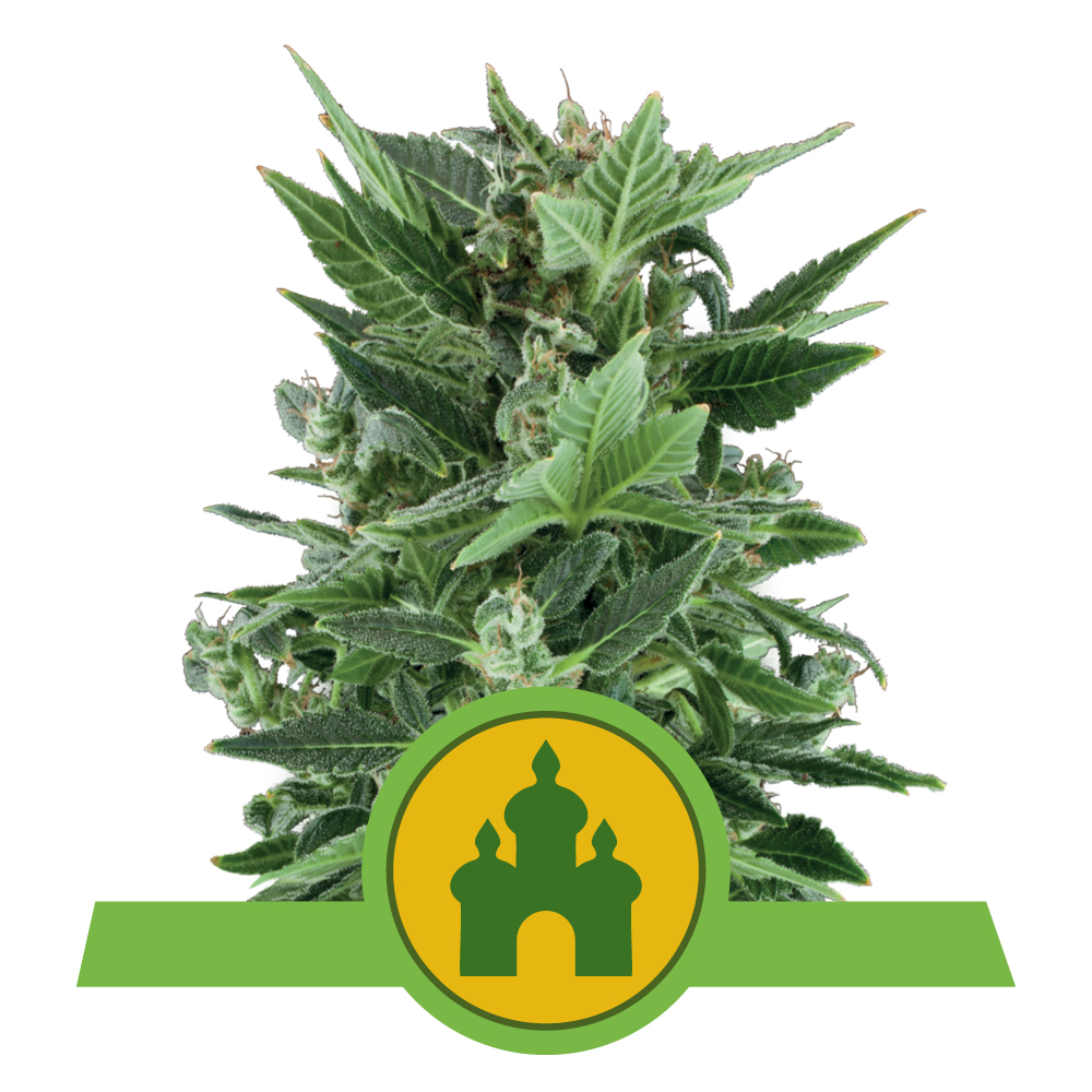 Royal Kush Auto