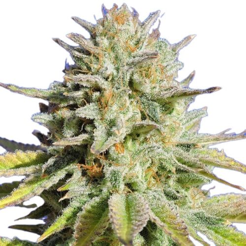 STRNG Seeds - Gorilla Glue