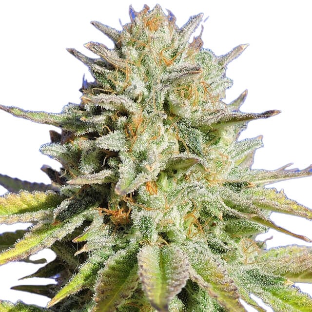 STRNG Seeds - Gorilla Glue