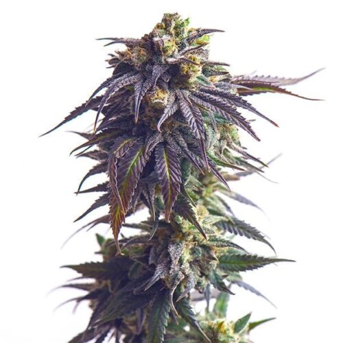 STRNG Seeds - Sundae Driver Auto