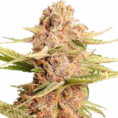 STRNG Seeds - THCA Girl Scout Cookie