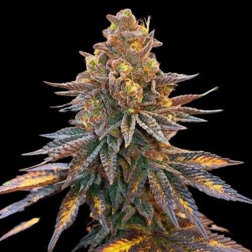 STRNG Seeds – Banana Hammock
