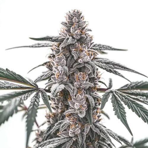 STRNG Seeds – Black Widow