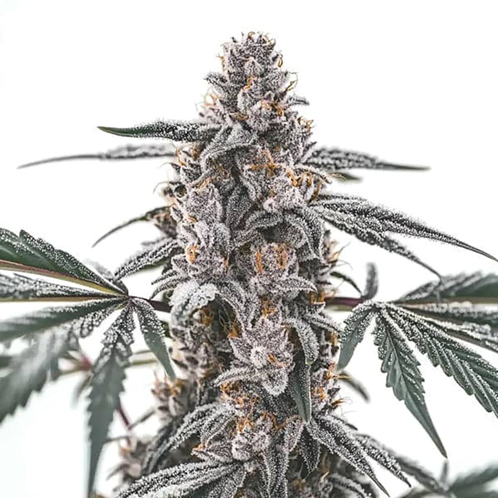 STRNG Seeds – Black Widow