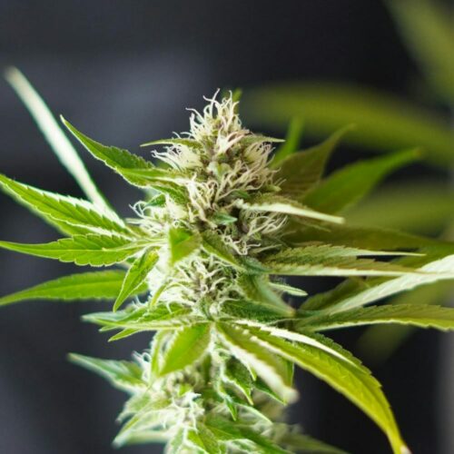 STRNG Seeds – Blue Dream x Northern Lights