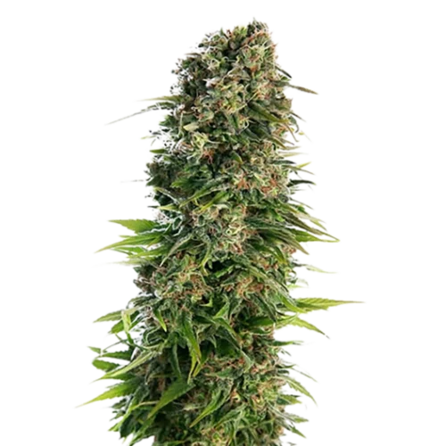 STRNG Seeds – Blue Zkittlez