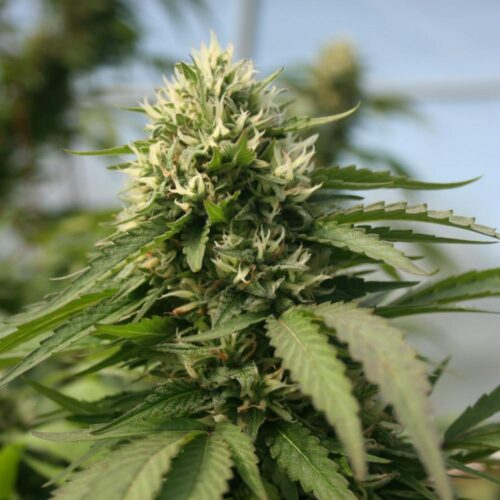 STRNG Seeds – Blueberry Kush x Blackberry Kush