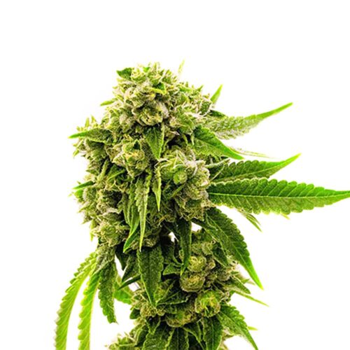 STRNG Seeds – Cheese
