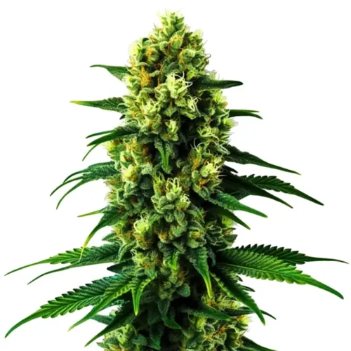 STRNG Seeds – Colombian Gold