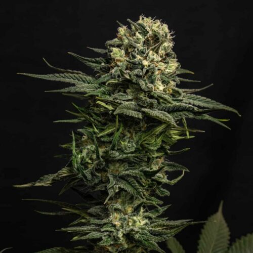 STRNG Seeds – Cookie Frost