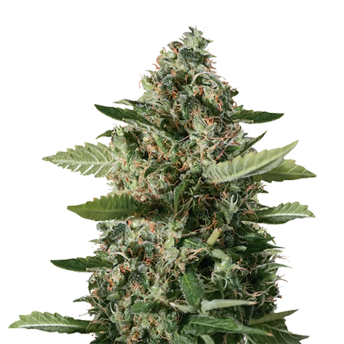 STRNG Seeds – East Coast Sour Diesel