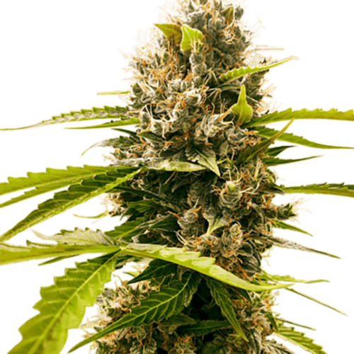 STRNG Seeds – Fat Cheetah