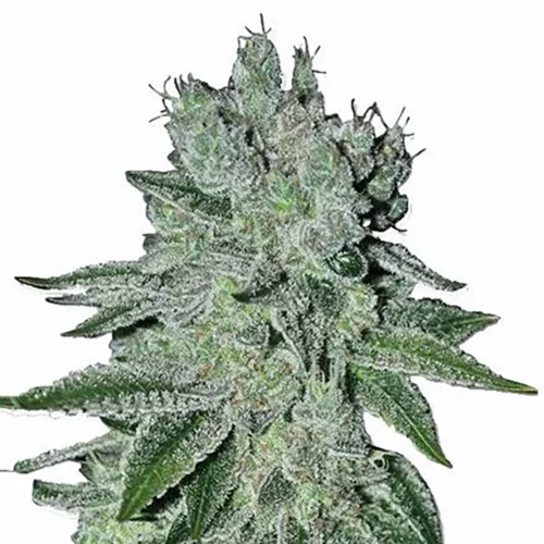 STRNG Seeds – Headband