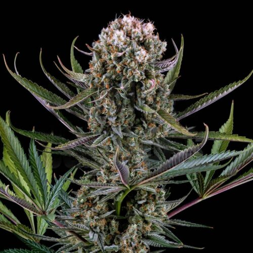 STRNG Seeds – Italian Ice