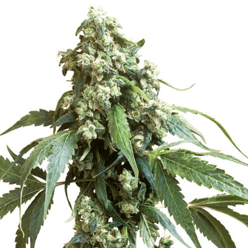 STRNG Seeds – Jack Flash
