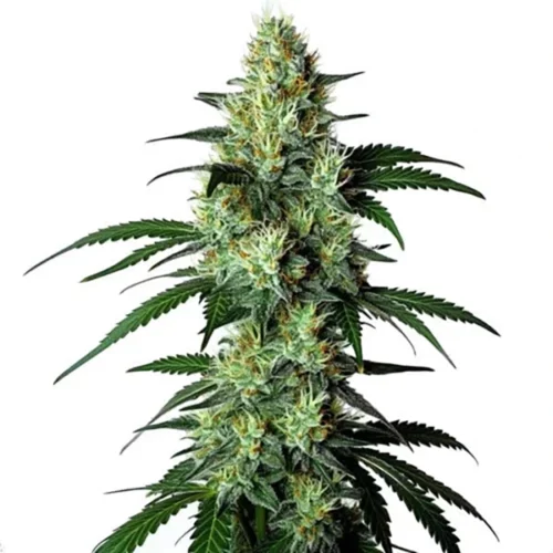 STRNG Seeds – King Louis