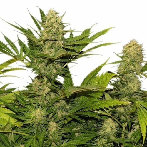 STRNG Seeds – Lemon G