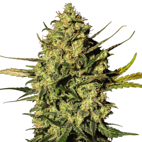 STRNG Seeds – Master OG