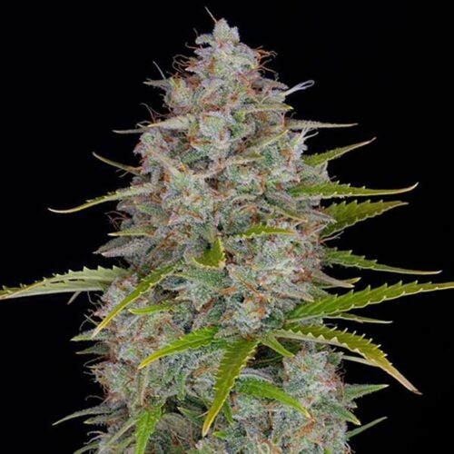 STRNG Seeds – Orange Fuel
