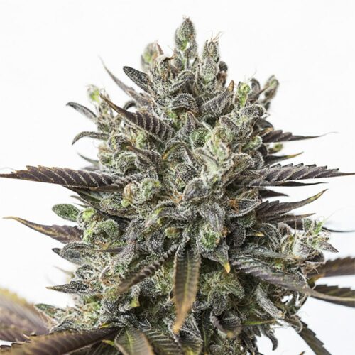 STRNG Seeds – Purple Orange CBD