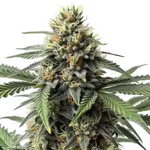 STRNG Seeds – Queen Bee