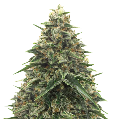STRNG Seeds – Shiatsu Kush