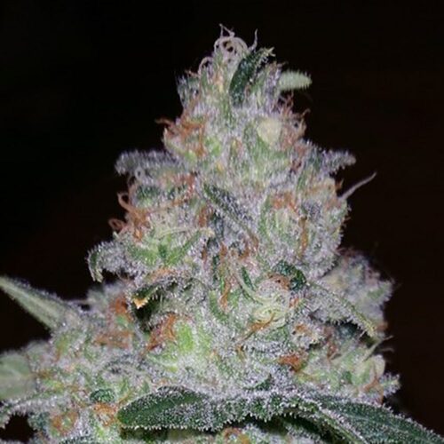 STRNG Seeds – Supernova