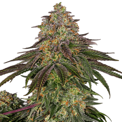 STRNG Seeds – Sweet Kush