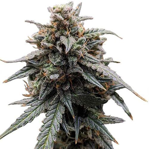 STRNG Seeds – Sweet Tooth