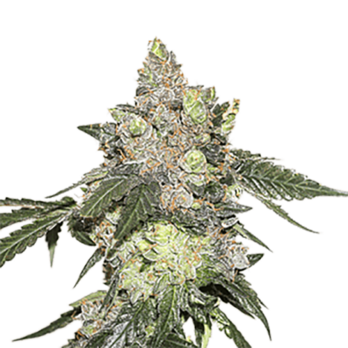 STRNG Seeds – Thin Mint Cookies