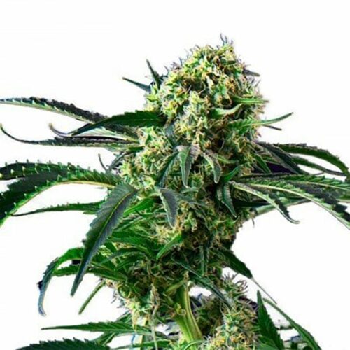 STRNG Seeds – Wrecking Ball