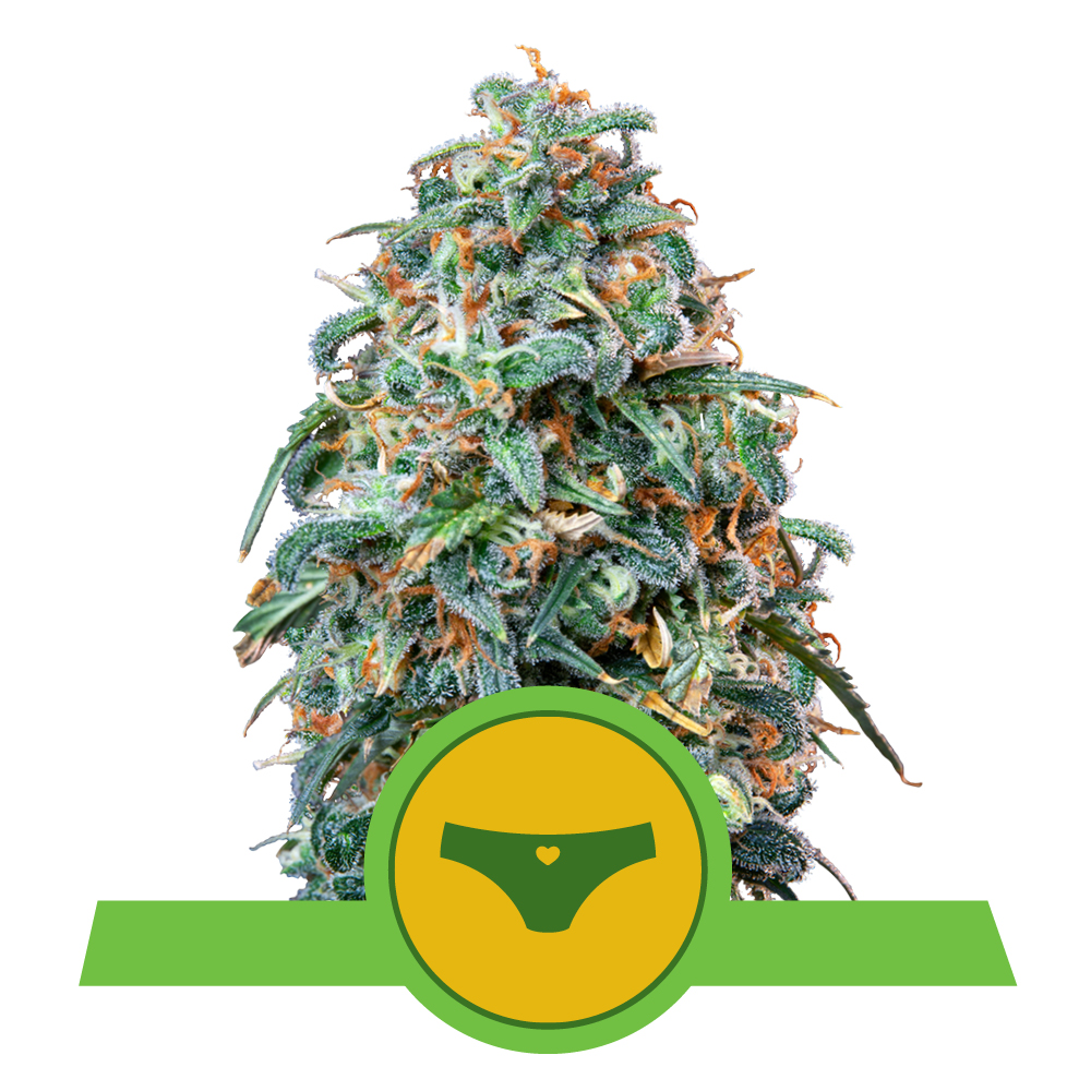 Sherbet Queen Auto